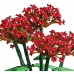 Flores de lavanda,cymbidium de lego 37.8*26. 3*41CM TOY802