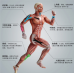 Vendas elásticas para fijación muscular para deporte PM4818