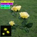 Lampara solar de 3 cabezas con forma de rosa para jardín de 73cm SDD1201